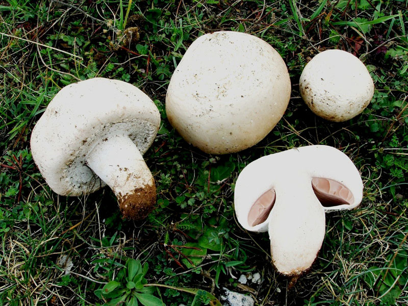 Agaricus  non comuni